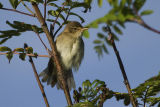 Marsh Warbler 